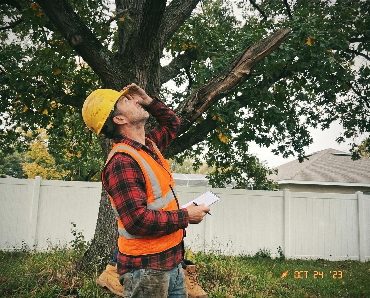 Free tree assessment