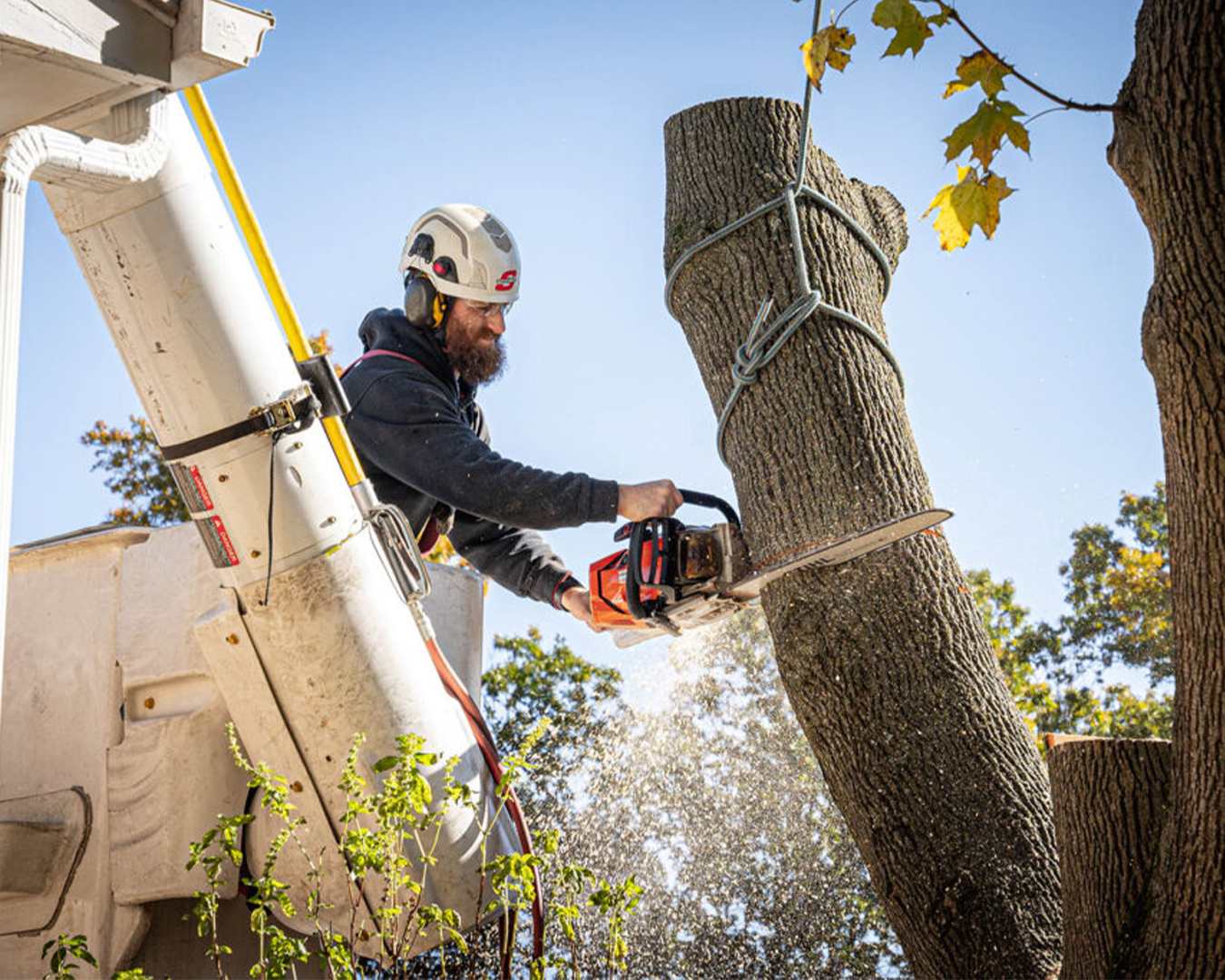 Tree removal for solar